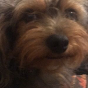 Meet your Posher, Stormy